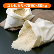 近江米 コシヒカリ ＜玄米＞ 【24年産】 30kg
